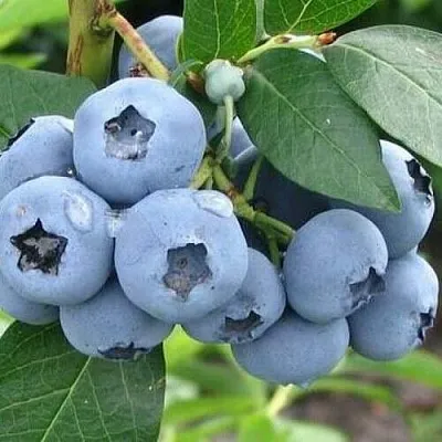 Голубика БЛЮЭТТА  Голубика БЛЮЭТТА в Ставрополе