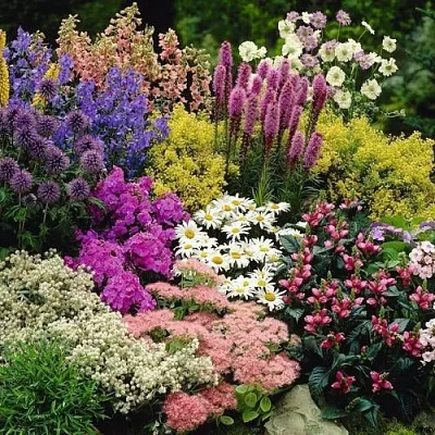 Многолетние растения в Ставрополе