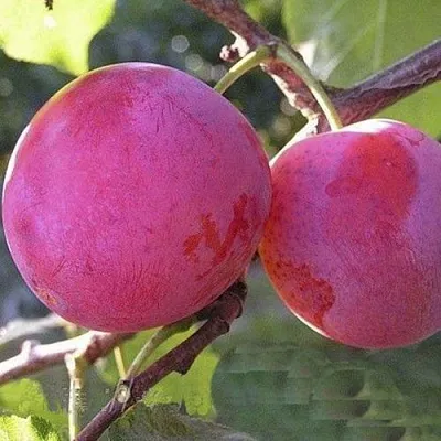 Слива ДЕЛИКАТНАЯ  Слива ДЕЛИКАТНАЯ в Ставрополе