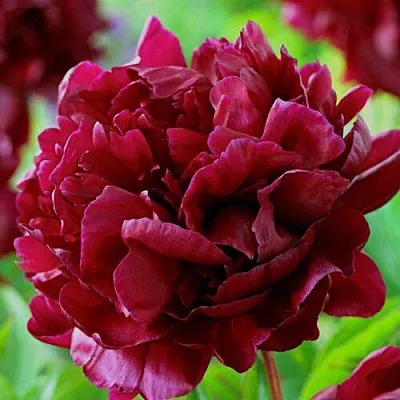 Пион АРМАНИ травянистый  Пион АРМАНИ травянистый в Ставрополе