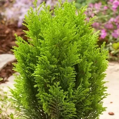 Кипарисовик ЭЛВУДИ ГОЛД лавсона  Кипарисовик ЭЛВУДИ ГОЛД лавсона в Ставрополе