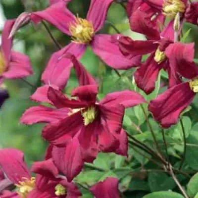 Клематис СТРОУБЕРРИ ФИЛДС  Клематис СТРОУБЕРРИ ФИЛДС в Ставрополе