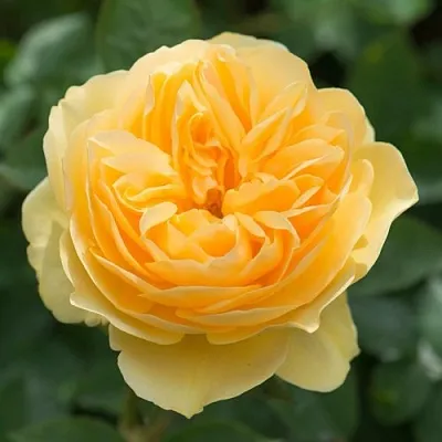 Саженцы роз ГРЕХАМ ТОМАС английская  Саженцы роз ГРЕХАМ ТОМАС английская в Ставрополе