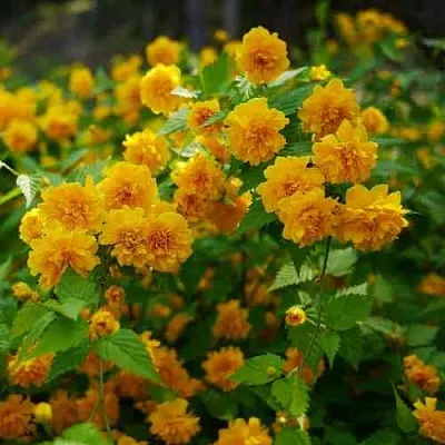 Керрия японская ПЛЕНИФЛОРА  Керрия японская ПЛЕНИФЛОРА в Ставрополе