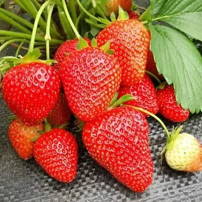 Клубника ВИМА РИНА ремонтантная  Клубника ВИМА РИНА ремонтантная в Ставрополе