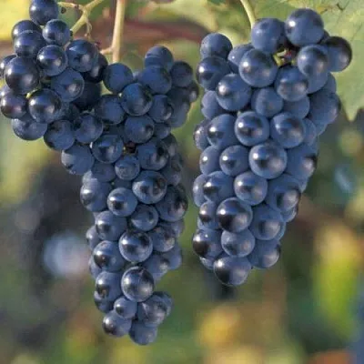 Виноград МАРКЕТТ  Виноград МАРКЕТТ в Ставрополе