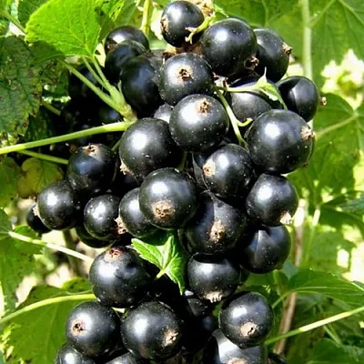 Смородина черная ГАРМОНИЯ  Смородина черная ГАРМОНИЯ в Ставрополе