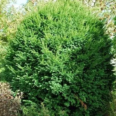 Тис РЕПАНДЕНС ягодный в Ставрополе