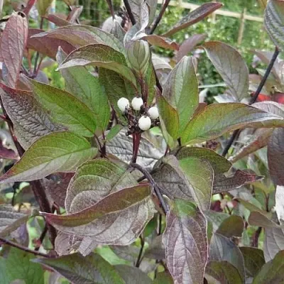 Дерен КЕССЕЛЬРИНГИ  Дерен КЕССЕЛЬРИНГИ в Ставрополе