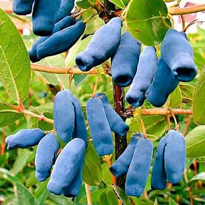 Жимолость съедобная НИМФА (ГАММА)  Жимолость съедобная НИМФА (ГАММА) в Ставрополе