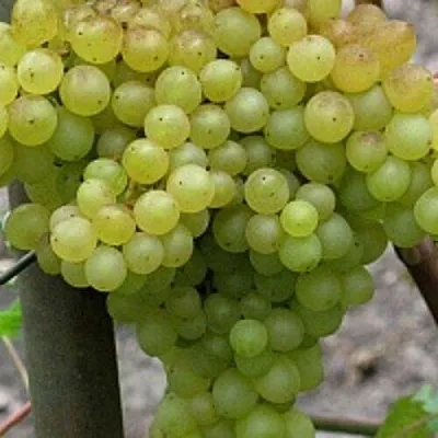 Виноград КИШМИШ 342  Виноград КИШМИШ 342 в Ставрополе