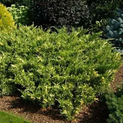 Можжевельник ВАРИЕГАТА казацкий  Можжевельник ВАРИЕГАТА казацкий в Ставрополе