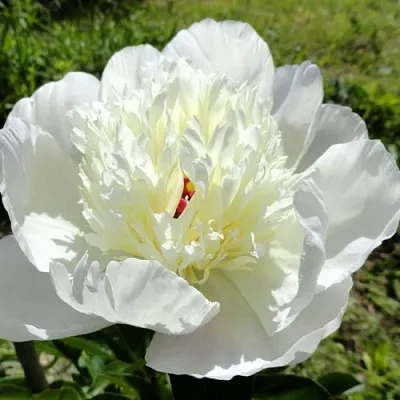 Пион ИММАКУЛИ травянистый  Пион ИММАКУЛИ травянистый в Ставрополе
