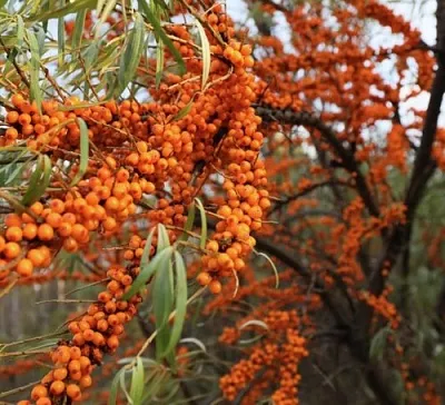 Облепиха СЕРАФИМА  Облепиха СЕРАФИМА в Ставрополе