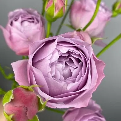 Саженцы роз ЛАВЕНДЕР БАБЛС спрей  Саженцы роз ЛАВЕНДЕР БАБЛС спрей в Ставрополе