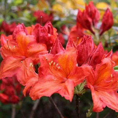 Азалия ЛИЛИНШТЕЙН японская  Азалия ЛИЛИНШТЕЙН японская в Ставрополе