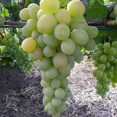 Виноград ФРУМОАСА АЛБЭ  Виноград ФРУМОАСА АЛБЭ в Ставрополе