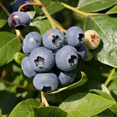 Голубика ШАНТЕКЛЕР  Голубика ШАНТЕКЛЕР в Ставрополе