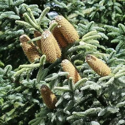 Пихта благородная  Пихта благородная в Ставрополе