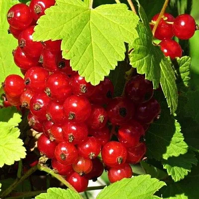 Смородина красная ГАЗЕЛЬ  Смородина красная ГАЗЕЛЬ в Ставрополе