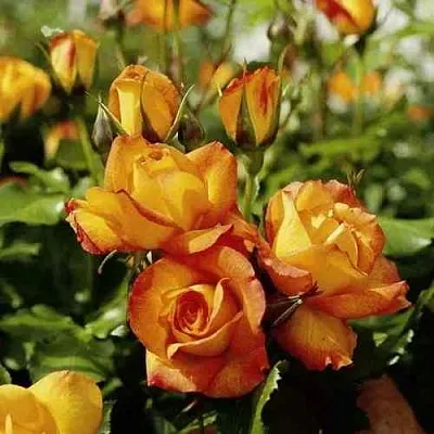 Саженцы роз САХАРА плетистая  Саженцы роз САХАРА плетистая в Ставрополе