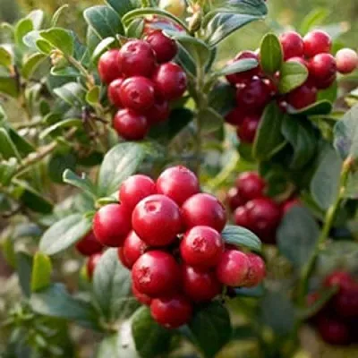 Клюква ХОЛЬШТАЙН  Клюква ХОЛЬШТАЙН в Ставрополе