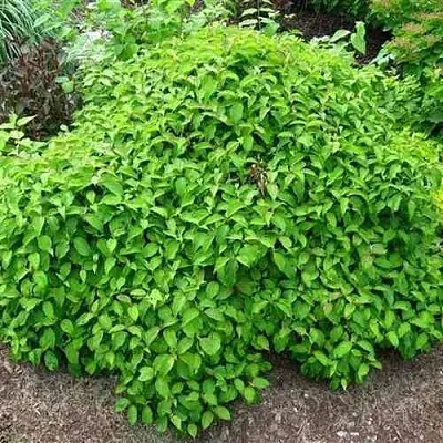 Дерен КЕЛСЕИ шелковистый   Дерен КЕЛСЕИ шелковистый  в Ставрополе