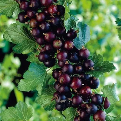 Йошта в Ставрополе