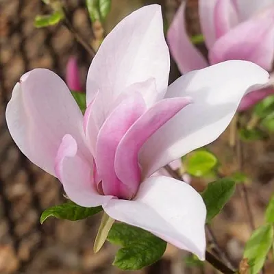 Магнолия БЕТТИ  Магнолия БЕТТИ в Ставрополе