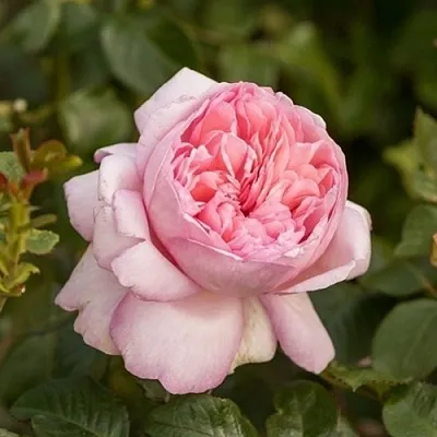 Саженцы роз МАУРИЦИЯ чайно-гибридная  Саженцы роз МАУРИЦИЯ чайно-гибридная в Ставрополе