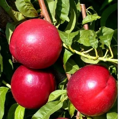 Нектарин ХАРКО  Нектарин ХАРКО в Ставрополе