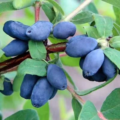 Жимолость съедобная ХОНЕЙ БИ  Жимолость съедобная ХОНЕЙ БИ в Ставрополе