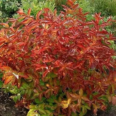 Вейгела ОГНЕННЫЕ КРЫЛЬЯ  Вейгела ОГНЕННЫЕ КРЫЛЬЯ в Ставрополе