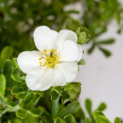 Лапчатка СНОУБЕРД кустарниковая в Ставрополе