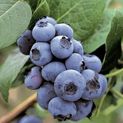 Голубика ПАТРИОТ  Голубика ПАТРИОТ в Ставрополе