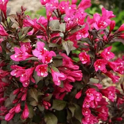 Вейгела БЛЭК РУБИ  Вейгела БЛЭК РУБИ в Ставрополе