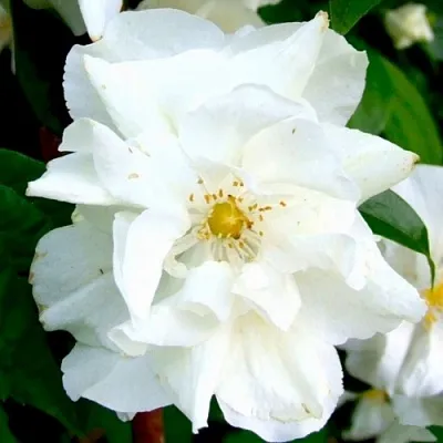 Жасмин РОЗАЦЕ в Ставрополе