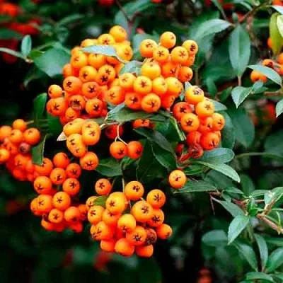 Пираканта ОРАНЖ ГЛОУ в Ставрополе