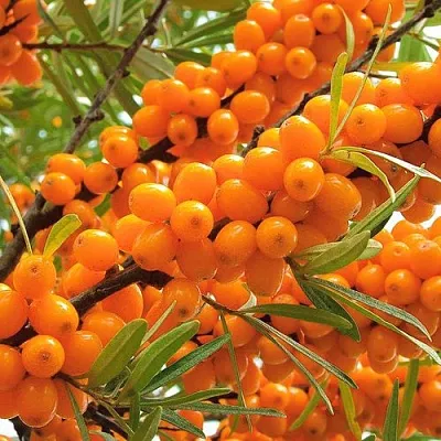 Облепиха в Ставрополе