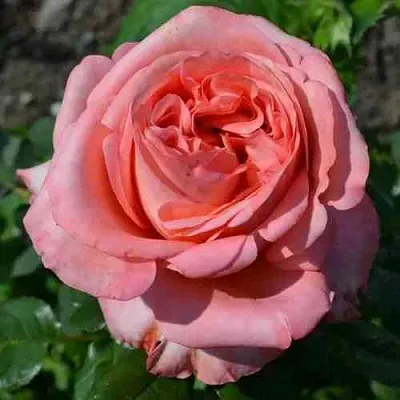 Саженцы роз ЛОНДОН АЙ чайно-гибридная  Саженцы роз ЛОНДОН АЙ чайно-гибридная в Ставрополе