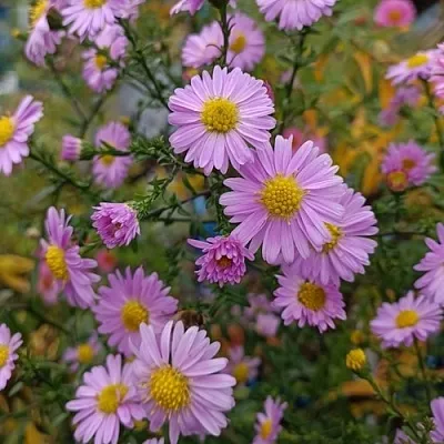 Астра СТРОУБЕРРИ ЭНД КРИМ новобельгийская в Ставрополе