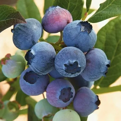 Голубика ОСОРНО  Голубика ОСОРНО в Ставрополе