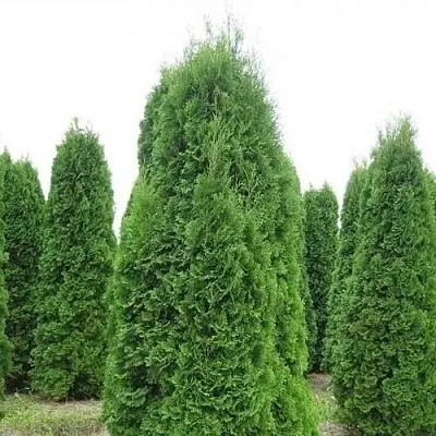 Туя КОЛУМНА западная  Туя КОЛУМНА западная в Ставрополе
