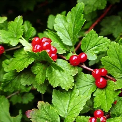 Смородина альпийская  Смородина альпийская в Ставрополе