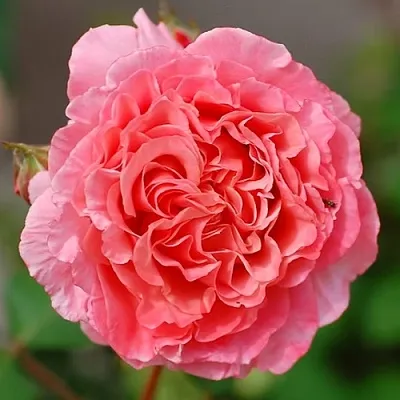 Саженцы роз ЛОРАН КАБРОЛЬ шраб  Саженцы роз ЛОРАН КАБРОЛЬ шраб в Ставрополе