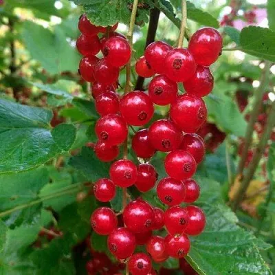 Смородина красная КОНСТАНТИНОВСКАЯ  Смородина красная КОНСТАНТИНОВСКАЯ в Ставрополе