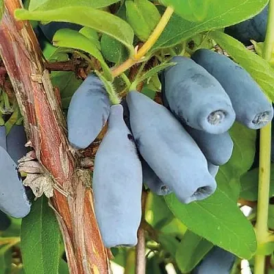 Жимолость съедобная ВОСТОРГ  Жимолость съедобная ВОСТОРГ в Ставрополе