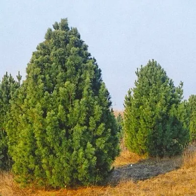 Сосна черная ПИРАМИДАЛИС  Сосна черная ПИРАМИДАЛИС в Ставрополе