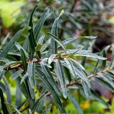 Облепиха АДАМ (МУЖСКАЯ) в Ставрополе