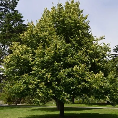 Липа сердцевидная  Липа сердцевидная в Ставрополе